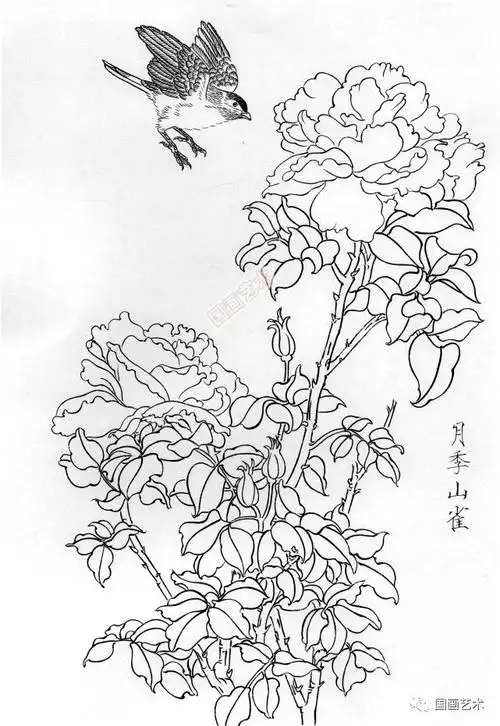 春天来了,欣赏一组白描花鸟画稿!