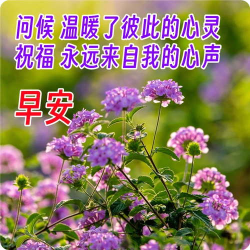 早上好唯美祝福表情图片精选,最新早上好祝福问候短信_生活_友谊_心情