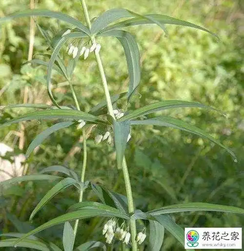 黄精和玉竹是同一种植物吗