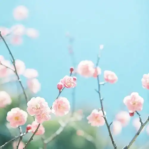 小清新日系意境淡淡的绿色清新图片 -意境图片-唯美图片大全