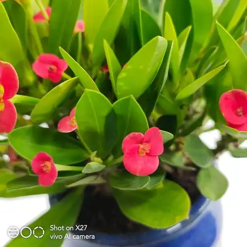 【x27】刺儿梅～幸福树和格桑花