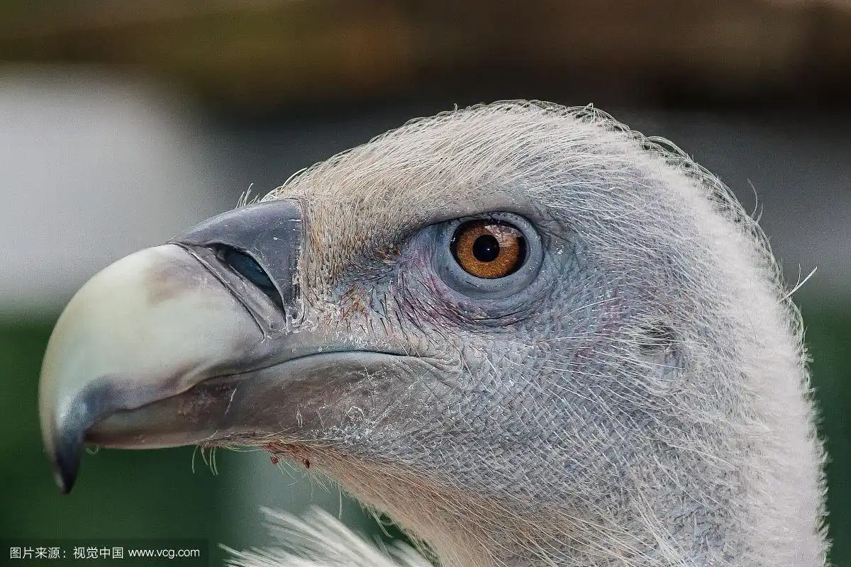 灰色鸟头侧面视图