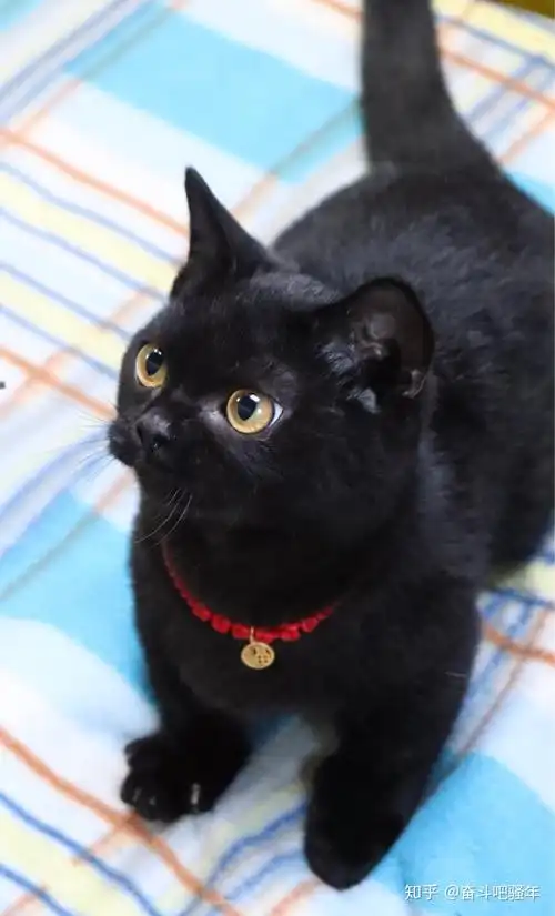 纯黑英短怎么配出来