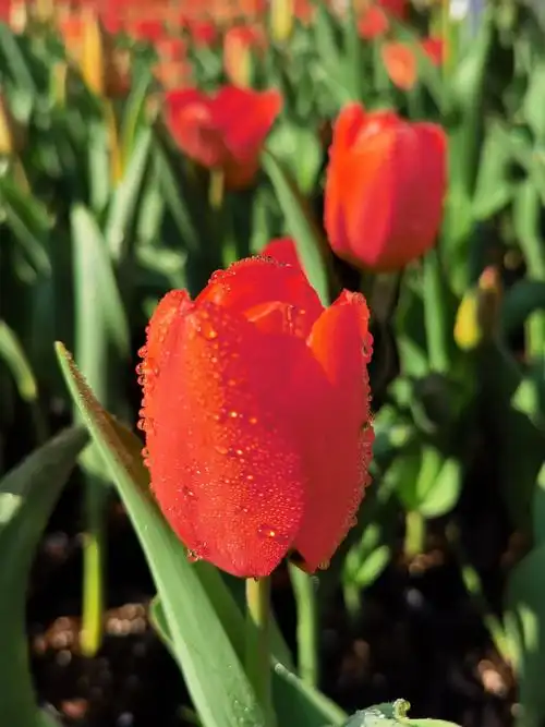 好一朵美丽的郁金香