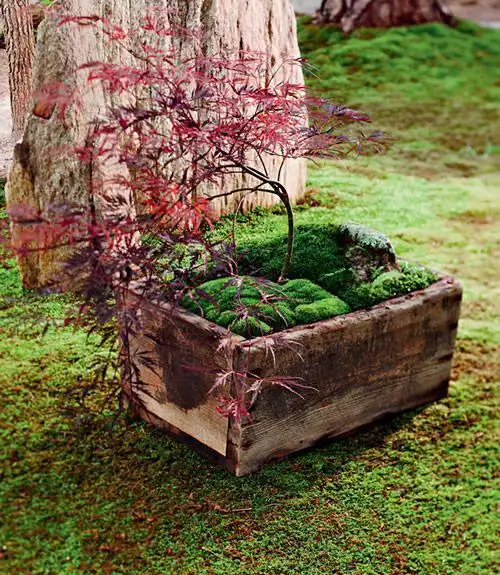 微缩的植物小世界——苔藓