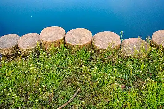 水,树,护岸,松木桩