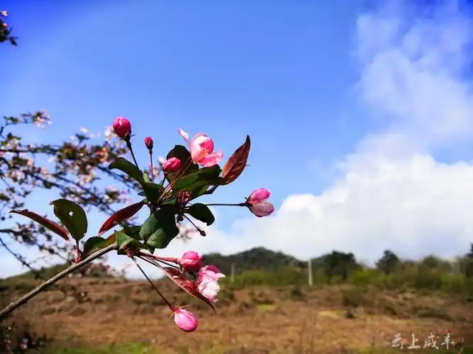 省级湿地自然保护区咸丰二仙岩02春花尽芳华