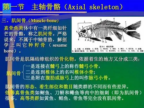 鱼类骨骼系统ppt