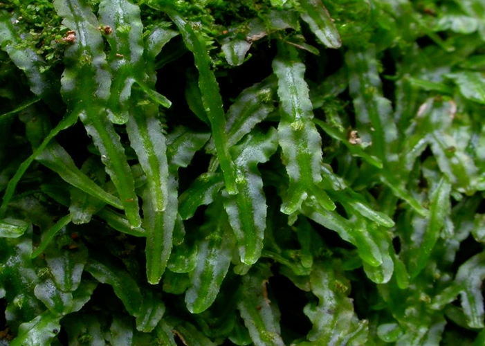 【华生态讲堂】总第62期 | 张力:走近隐秘的苔藓世界