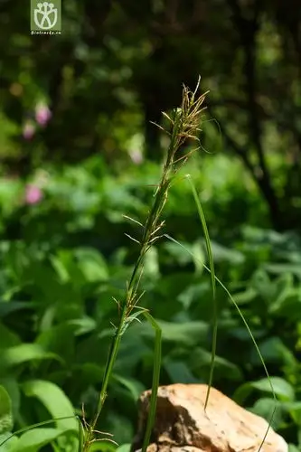 carex baccans浆果薹草2010-07-24xx-yn (5).