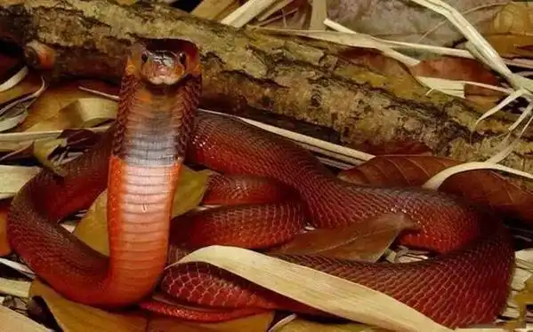 红射毒眼镜蛇一听就不是善茬,竟然还会喷射毒液攻击