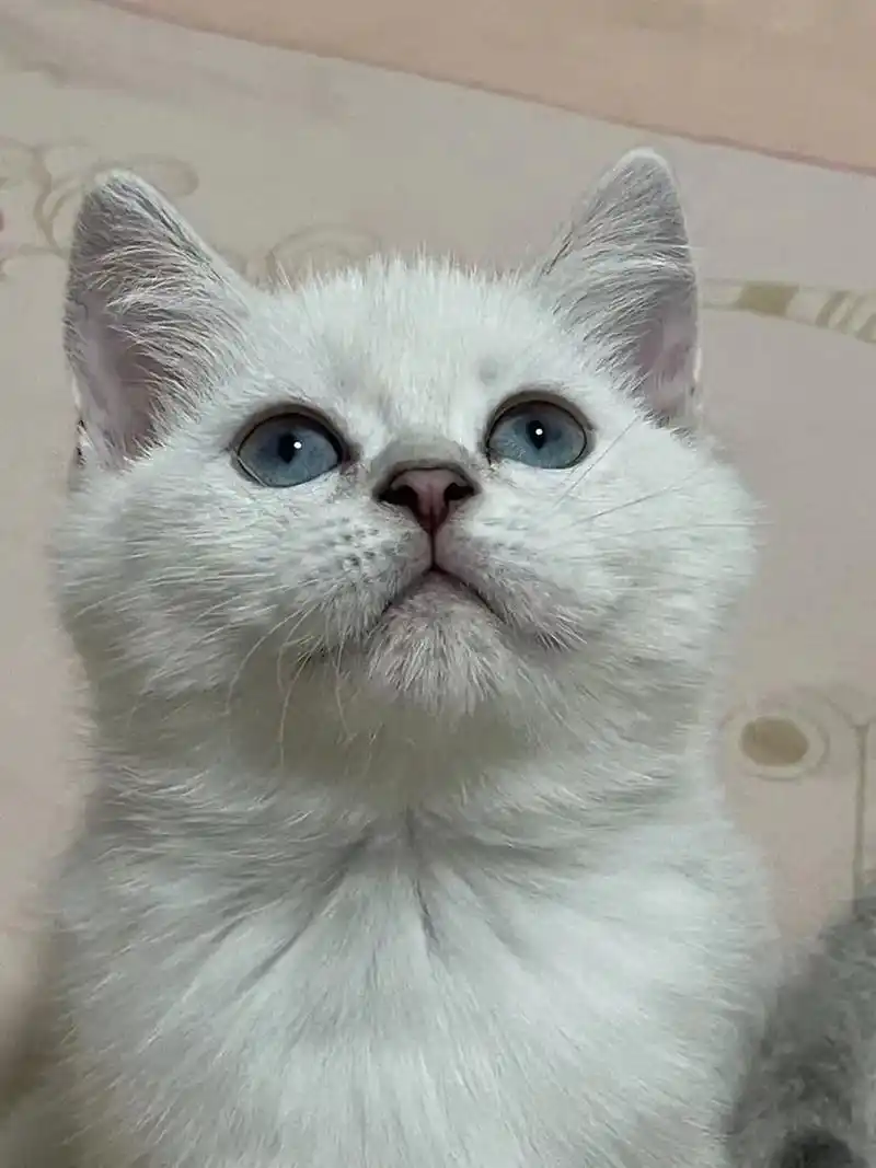 银点和渐层崽崽有偿领养