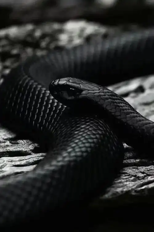 养一只爬宠的秘密