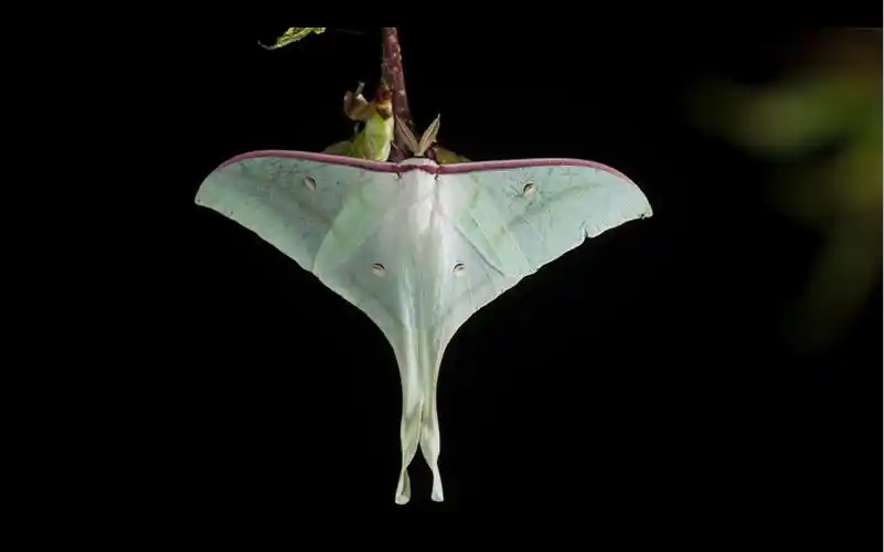 最美丽的飞蛾:月神蛾.竟然是没有嘴巴的