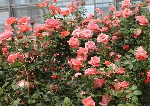 生长的任性,多了那一抹温驯看看长在院子里的玫瑰花也有很多自己的