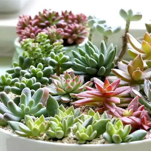 多肉植物组合盆栽绿植花卉花盆办公室室内防辐射奇趣肉肉植物盆景