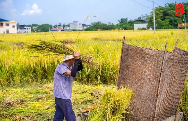 我们在现场看到,大佛坝的稻田丰收现场有两大阵营,分为机收区和传统