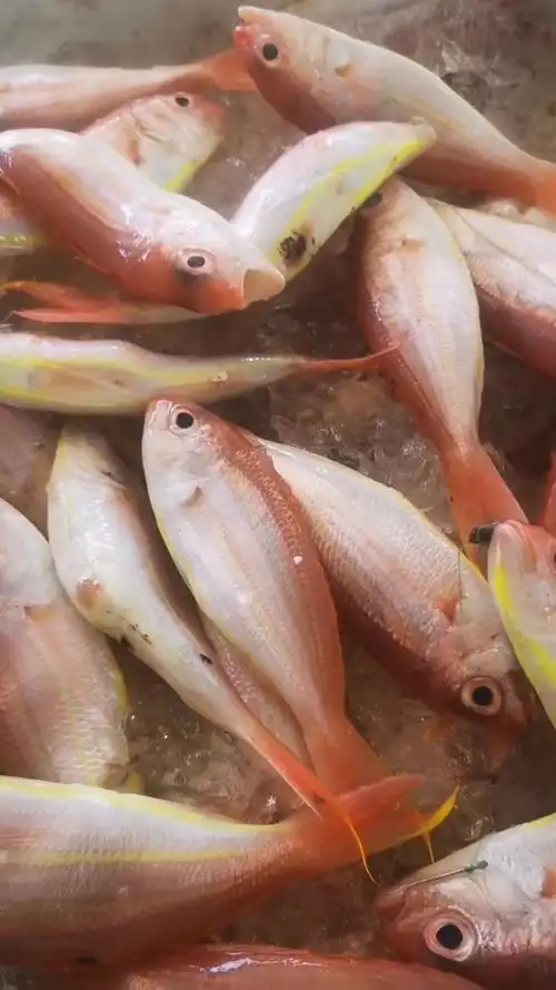 野生黄肚,马头鱼刚到,20元斤,10斤起省内包邮到家,需要就盘他.