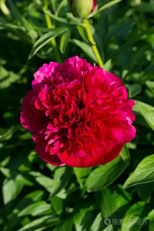 花园里的牡丹红色花