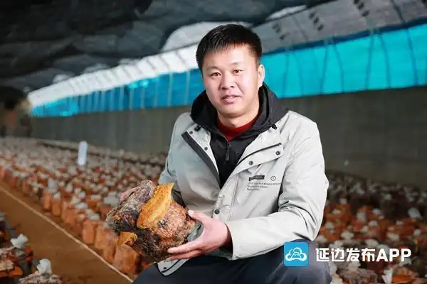 桑黄梦我的致富梦记安图县新合乡七顶子村党支部副书记张德智