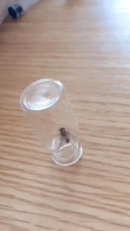 抖音前几天火的视频,好像是里面的医生用那么小的瓶子可能捕到苍蝇吗?