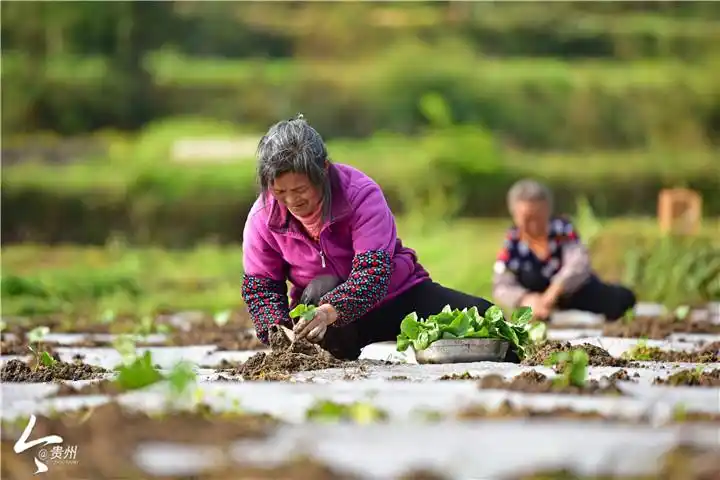4月3日,在龙里县冠山街道三合村蔬菜种植基地,当地的"职业农民"在蔬菜