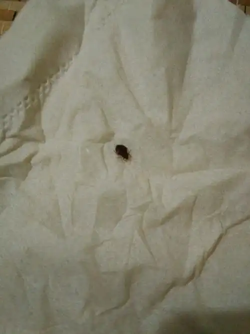 床上的黑色甲壳类小虫子,貌似会吸血的,急求解决