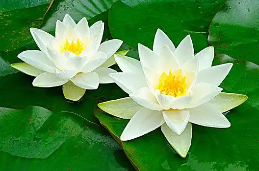 欧洲,白色,荷花,白睡莲
