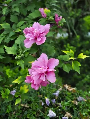 牡丹木槿锦葵科/三泉