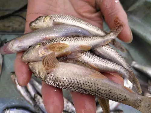 苏北农村大集上卖的这些野生小鱼你还记得吗你小时候逮过吗