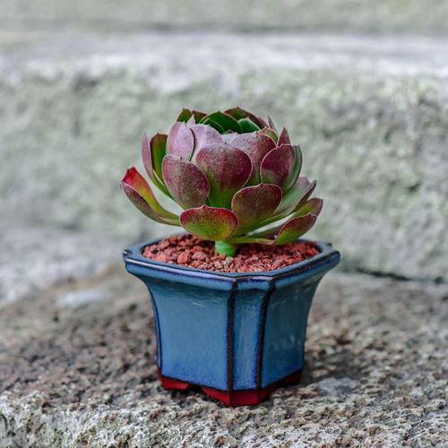 00元 大颗多肉植物【春萌老桩群生】玫瑰法师多肉10颗香石莲室内美观