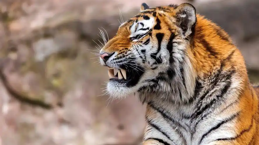 动物与鸟 老虎 虎,休息,獠牙 壁纸 虎,休息,獠牙 壁纸 - 1920x1080 全