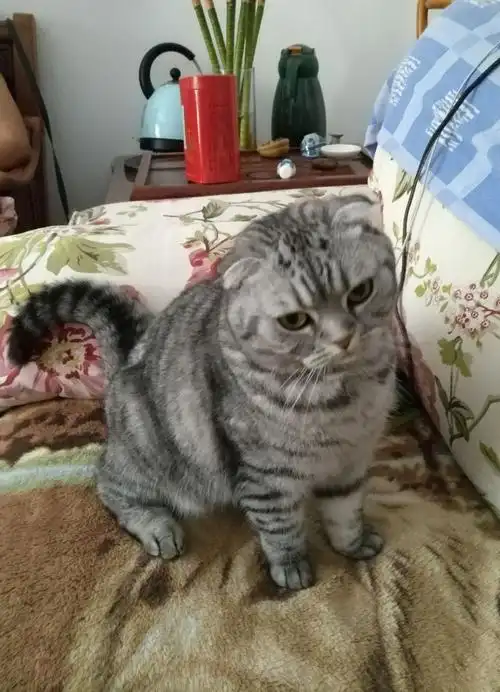 这个猫咪叫英国虎斑折耳猫,非常漂亮!