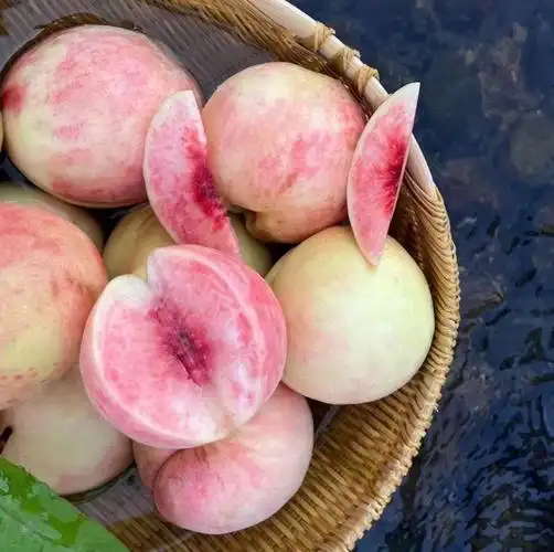 伏天有六月雪挑食也没法拒绝它被你吃到前只许手指碰三次