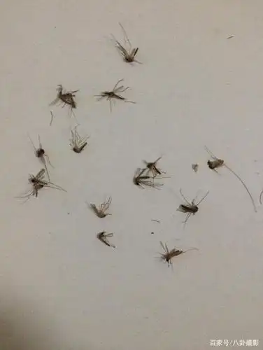 图三,几分钟打死的蚊子