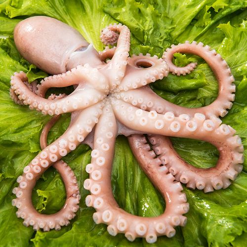 八爪鱼鲜活海鲜大爆头 青岛长腿小章鱼冷冻水产2斤超大网红八抓鱼