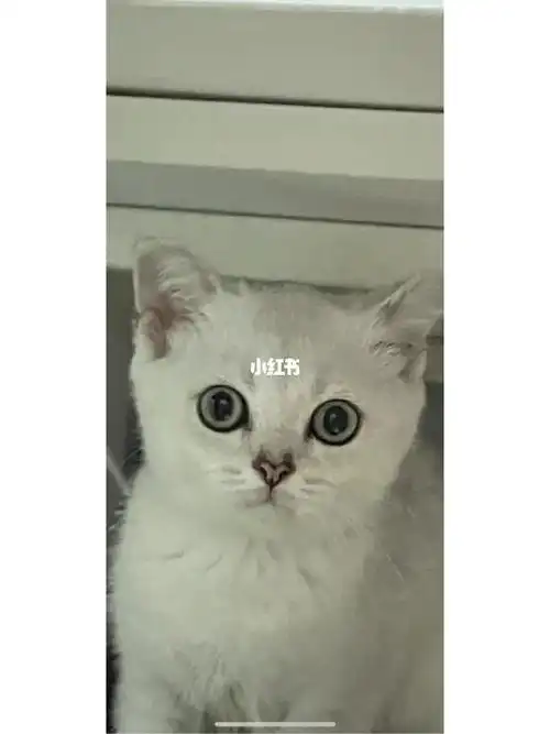 刚接回来的银渐层小猫,是折耳吗?