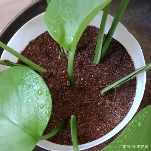 超简单的绿萝扦插法,好学易操作,轻松繁殖一盆又一盆,秒变大户