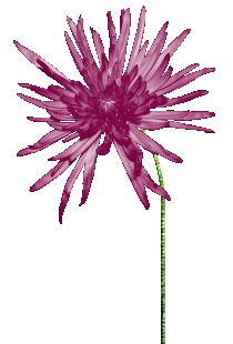 【转载】【免抠透明动态花草】〖画音小装饰物