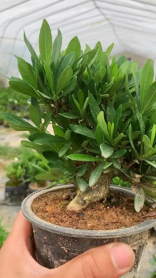 矮霸清誉栀子花,开花栀子是最香的一种 ,天花板级别-度小视