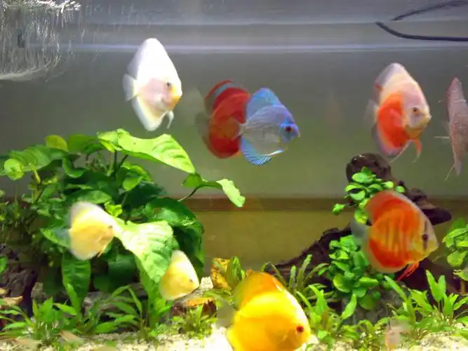七彩神仙鱼繁殖注意事项