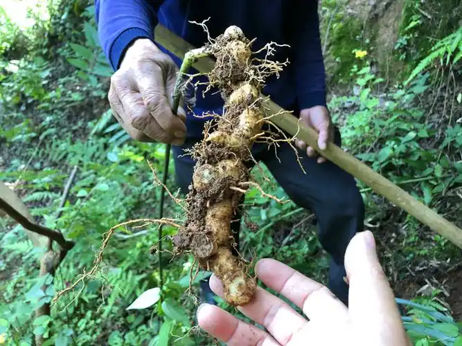 黄精新鲜野生500g江西深山天然鸡头512年以上黄精