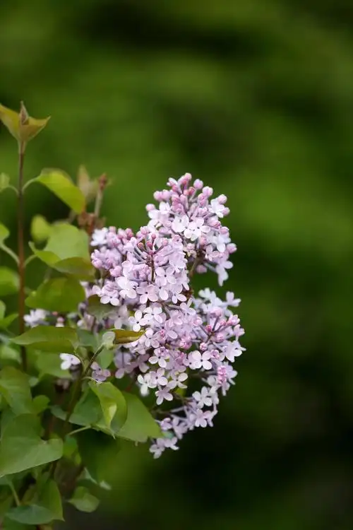 一树丁香花此花应入画