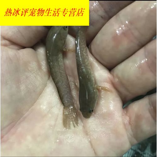 鱼龙鱼凶猛七彩雷龙好养活南鳢彩虹雷龙鱼 彩虹雷龙鱼苗5-10厘米发1条