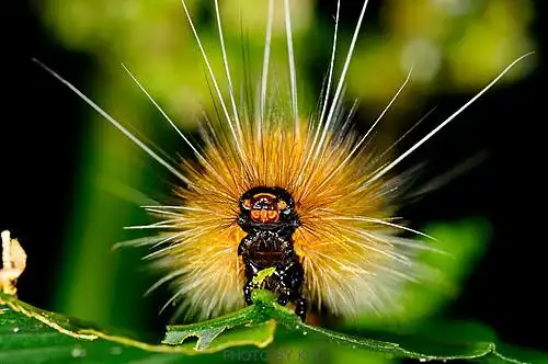 随意窝 xuite 相簿行动版 03 鳞翅目 - 幼虫 03 040人纹污灯蛾.