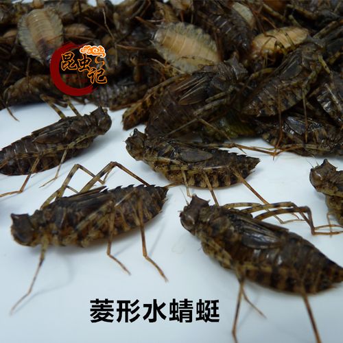 新鲜水蜻蜓短身蜻蜓菱形蛹幼虫水虿食用昆虫记500g冷冻发货