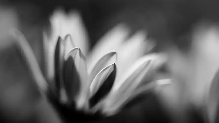 创意黑白花卉摄影高清桌面壁纸高清大图预览1920x1080_植物壁纸下载