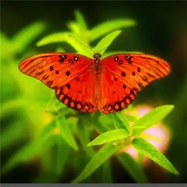 好看的蝴蝶微信头像,红色的蝴蝶图片
