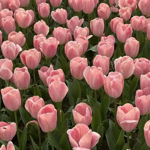 文案|郁金香是春天最好的文案