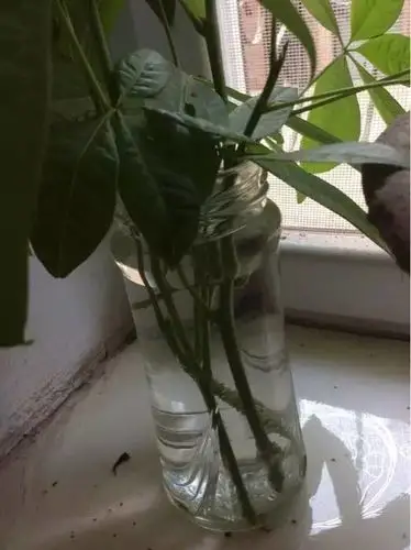 发财树的枝条扦插繁殖方法,剪一段就行了